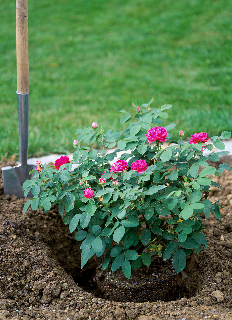 Plant container rose 'Rose De Resht'