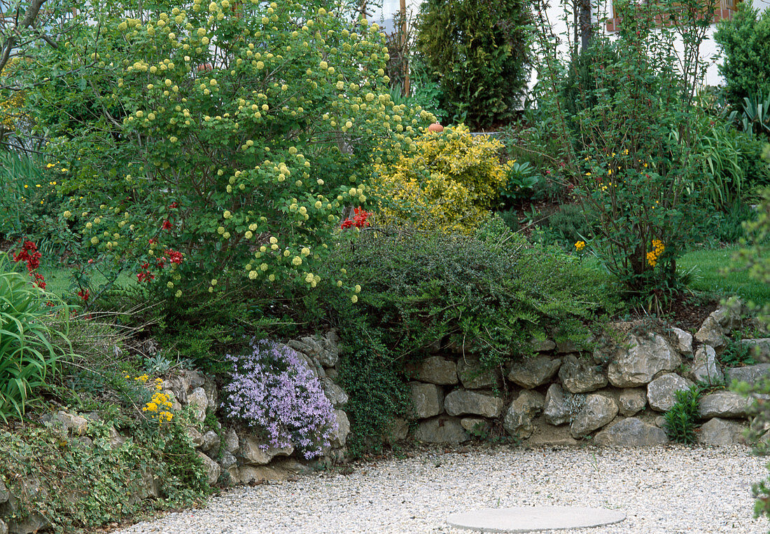 Dry stone wall with Phlox subulata, Viburnum opulus