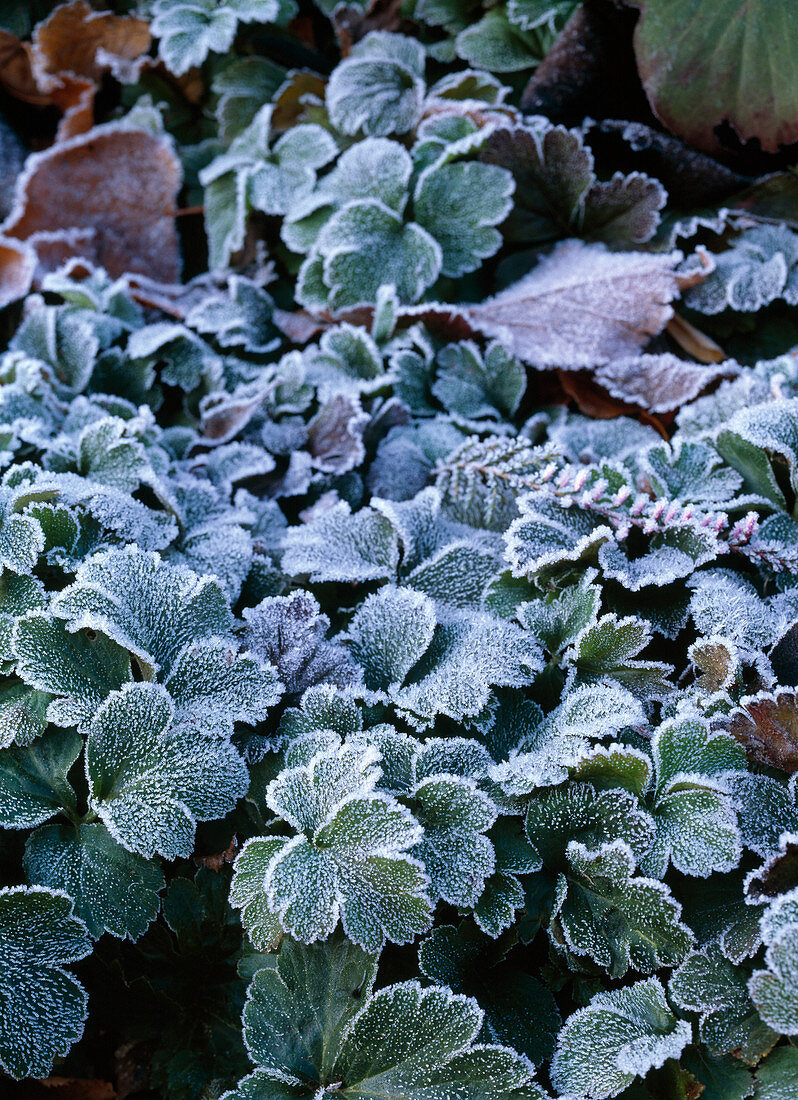 Waldsteinia ternata (Golderdbeere mit Rauhreif)