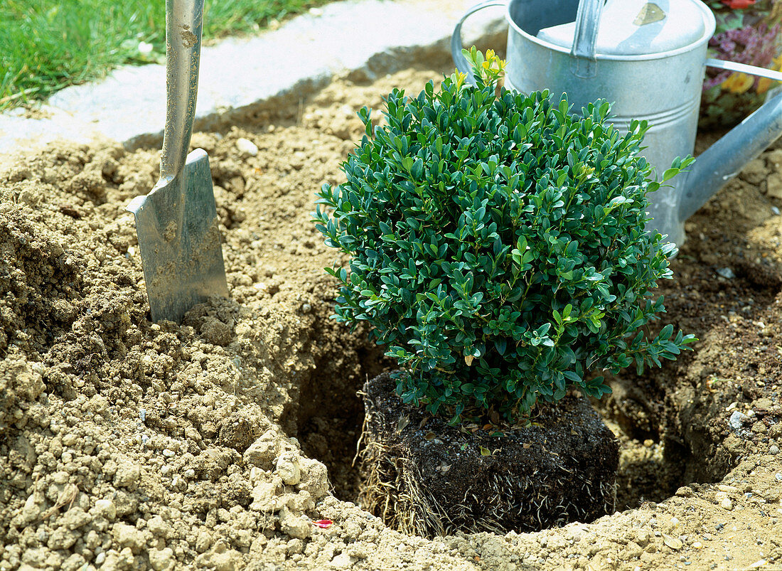 Planting a book ball