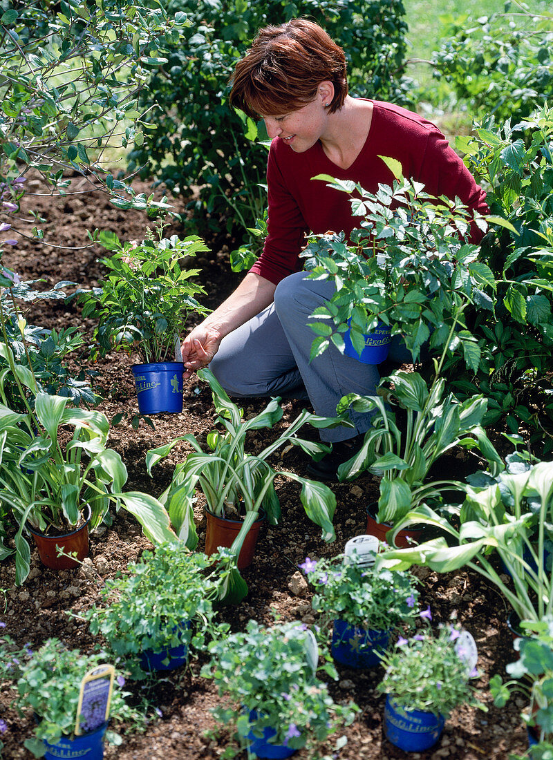 Planting a shade bed (5/12)