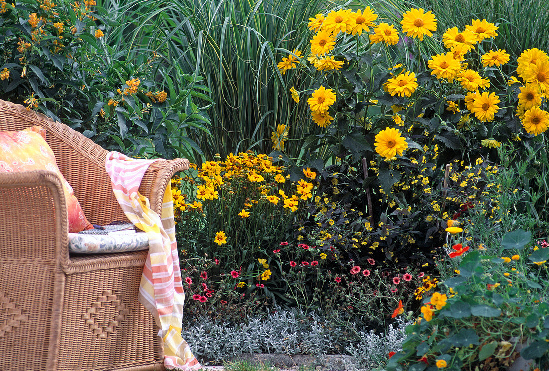 Heliopsis scabra, Coreopsis grandiflorum, Cestrum, Potentilla