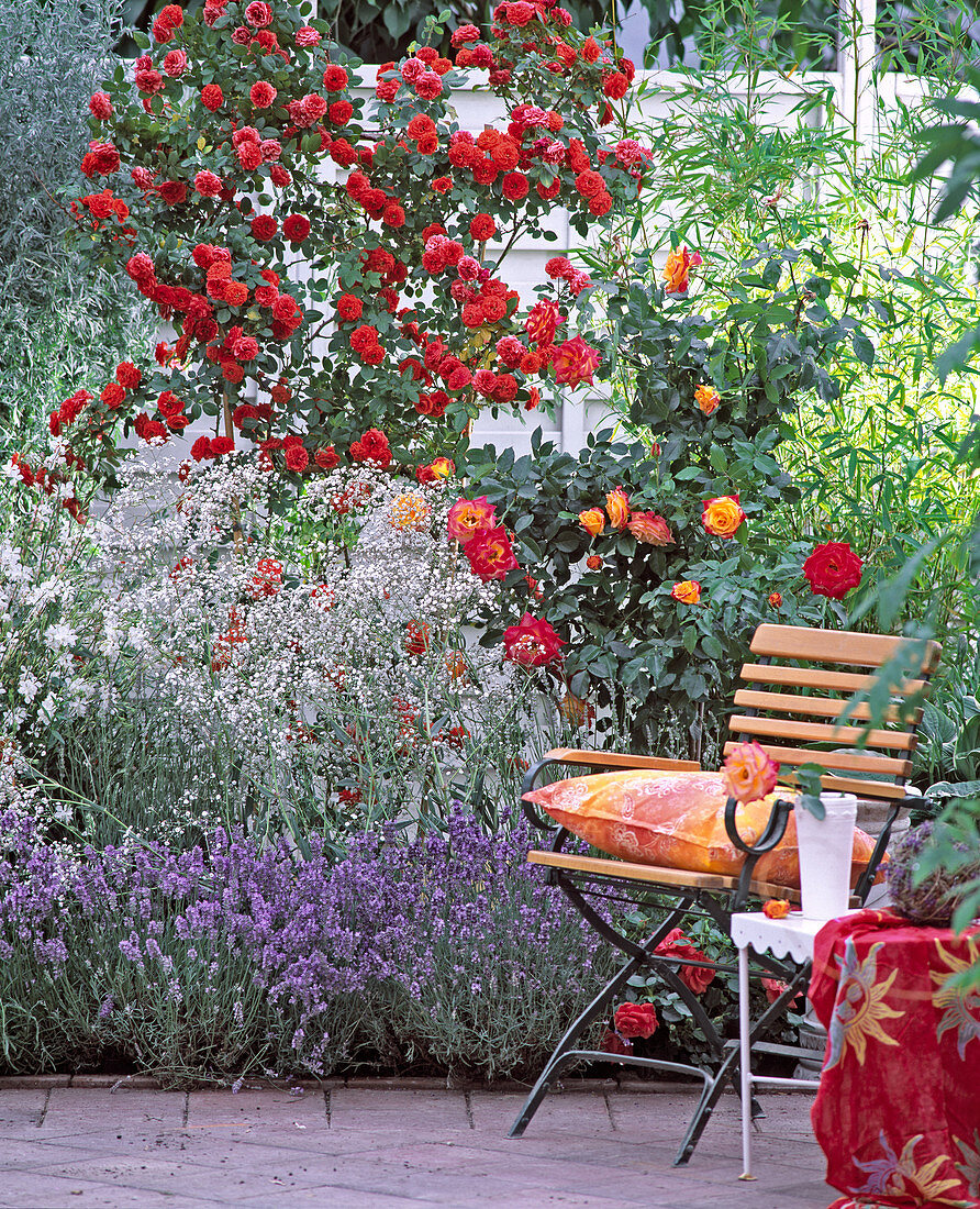 Bed with rose 'Orange Meillandina', Gypsophila (baby's breath)