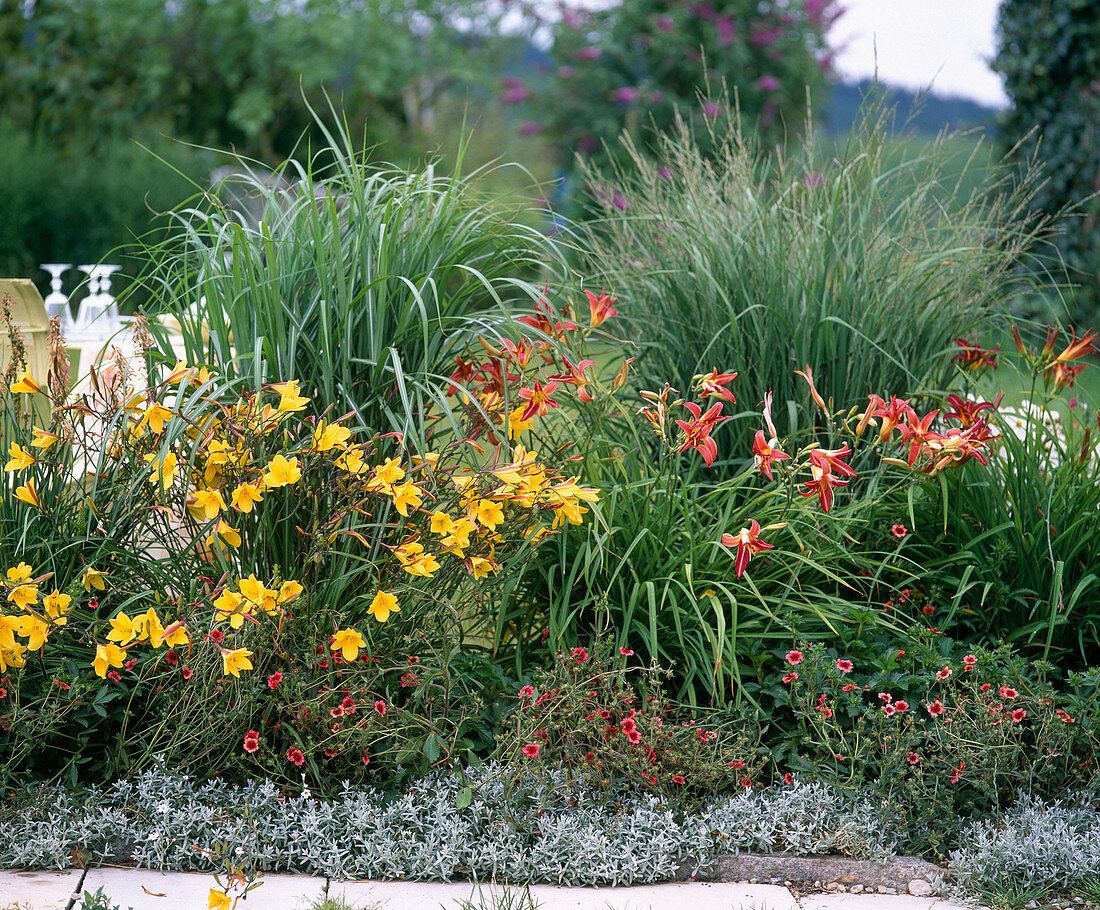 Hemerocallis citrina, Potentilla