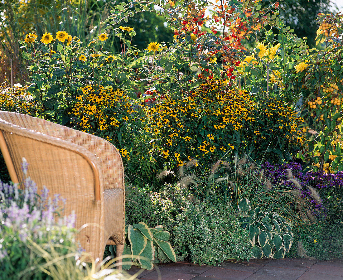 Heliopsis, Rudbeckia triloba, Cotoneaster, Dahlia