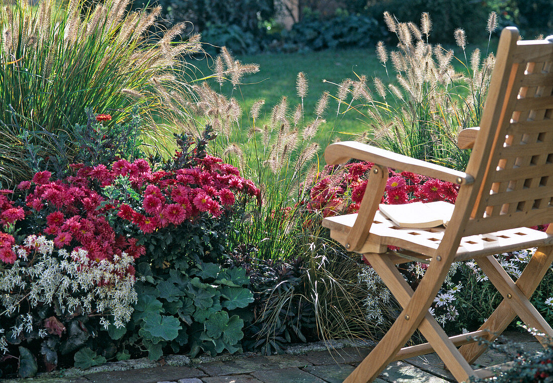 Flowerbed with Pennisetum, Dendranthema Garden-Mums 'Wuhai'