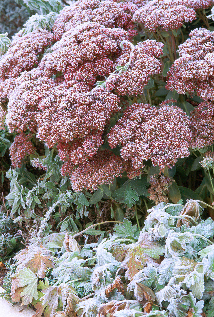 Perennials 2nd year in hoarfrost