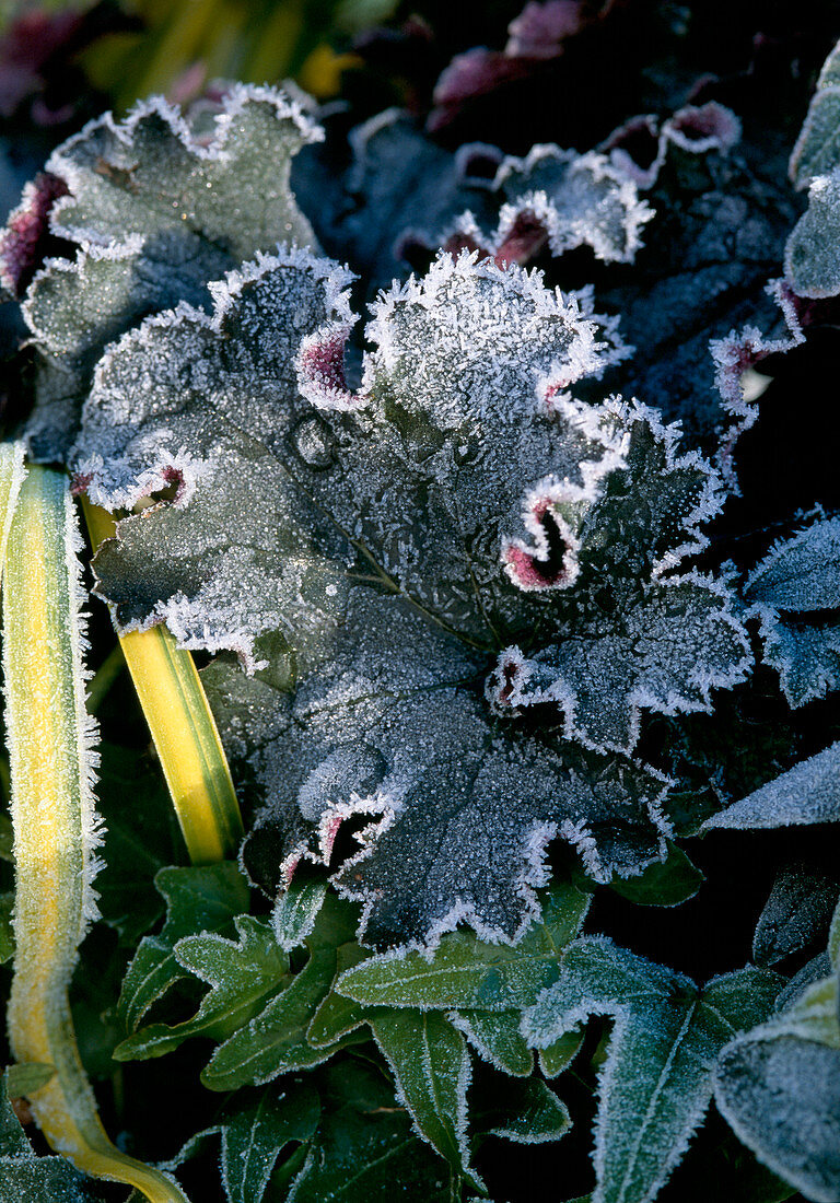 Heuchera hybr. 'Purple Petticoats' in hoarfrost