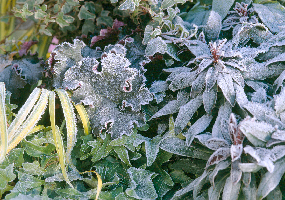 Heuchera, Hedera (Ivy)