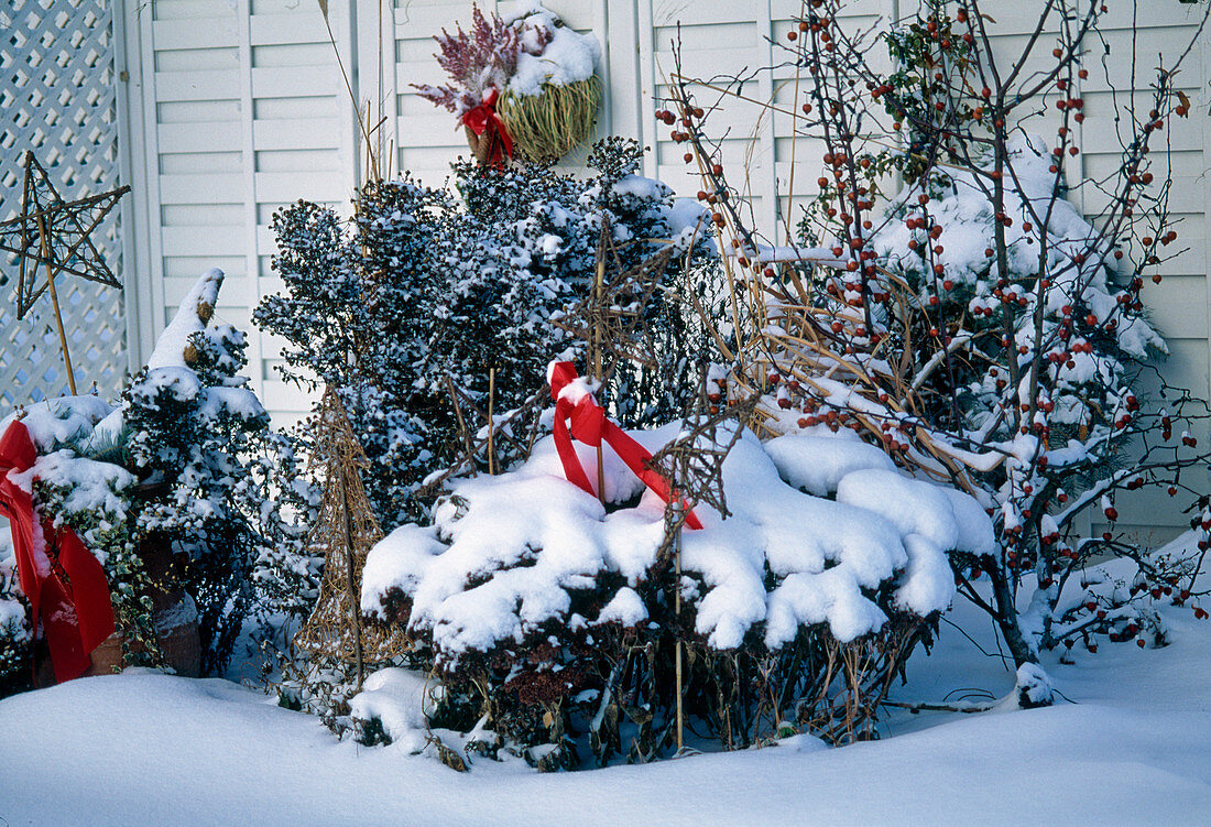 Perennial bed in winter