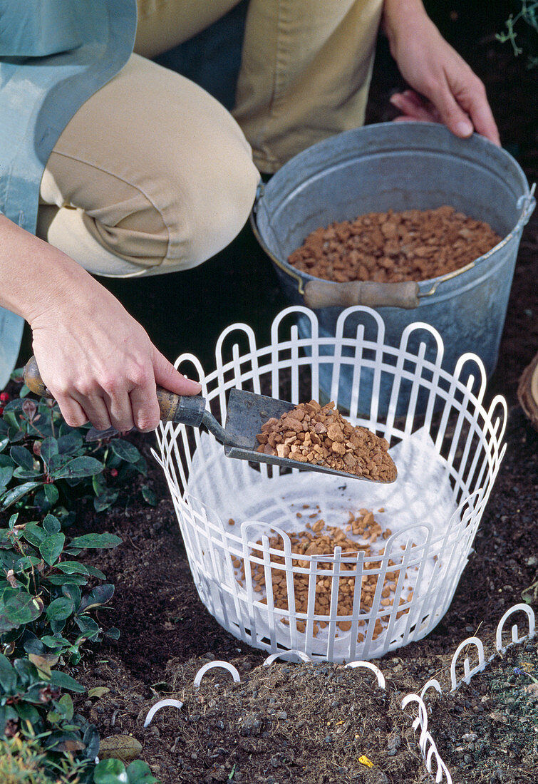 Planting spring bulbs in wire baskets in autumn