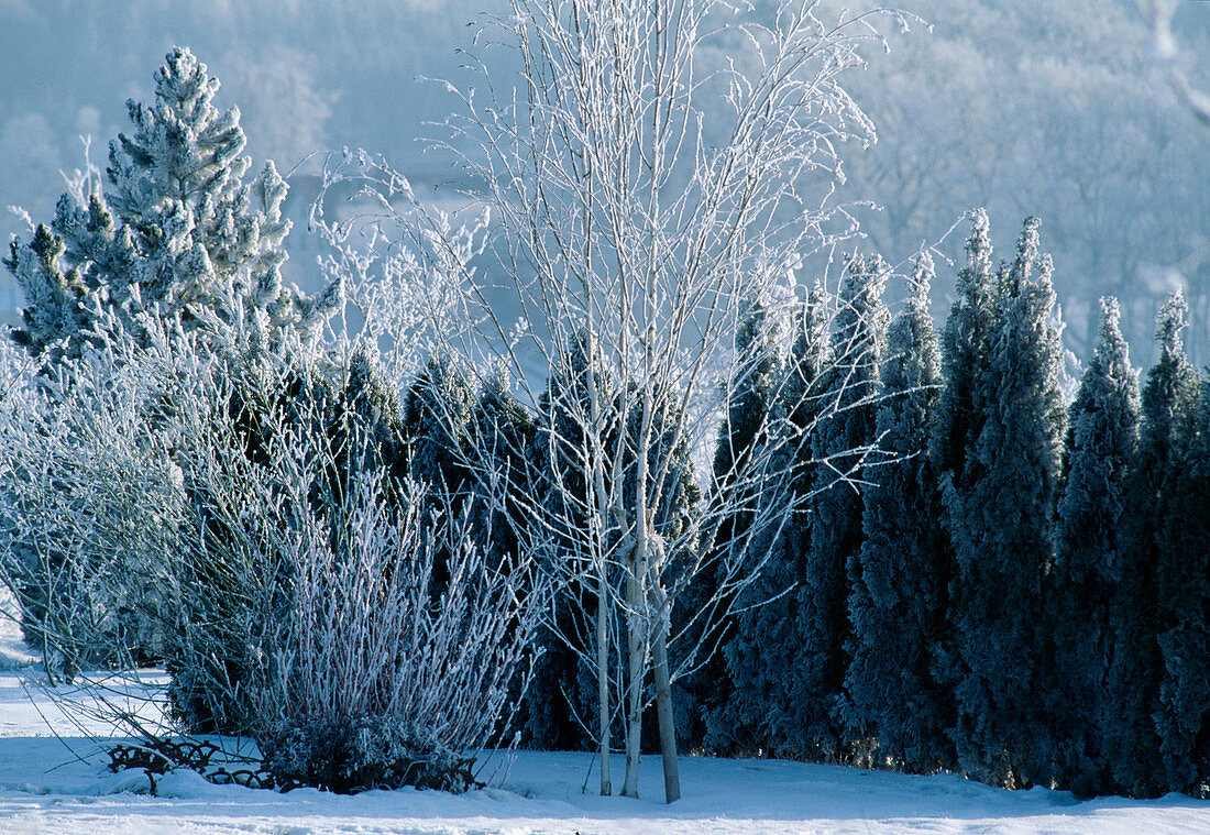 Woody plants in winter