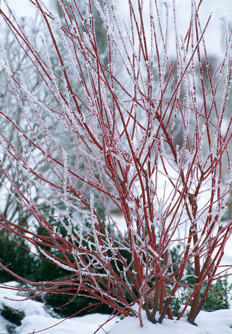 Cornus alba mit roter Rinde im Rauhreif