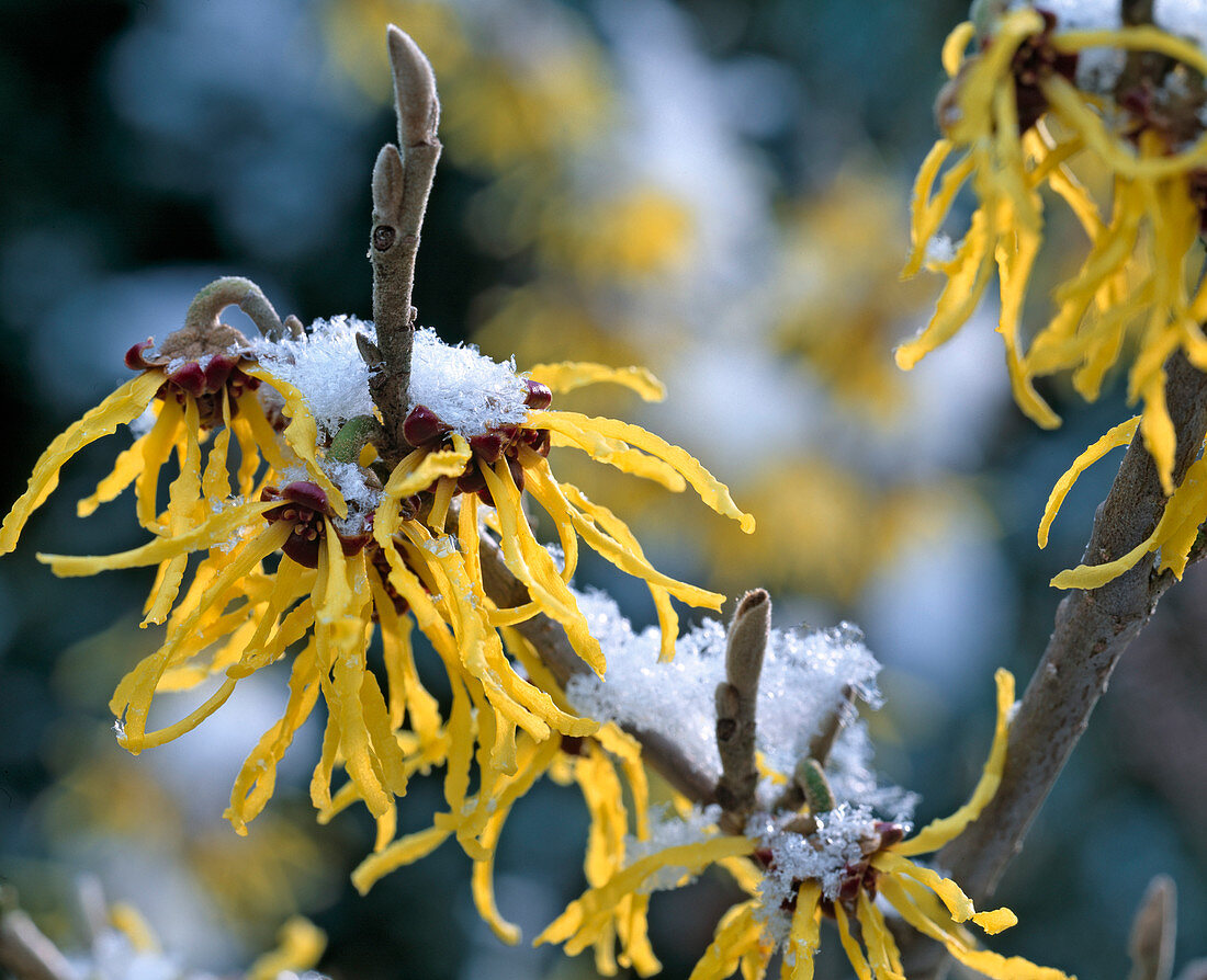 Witch hazel (witch hazel) with snow