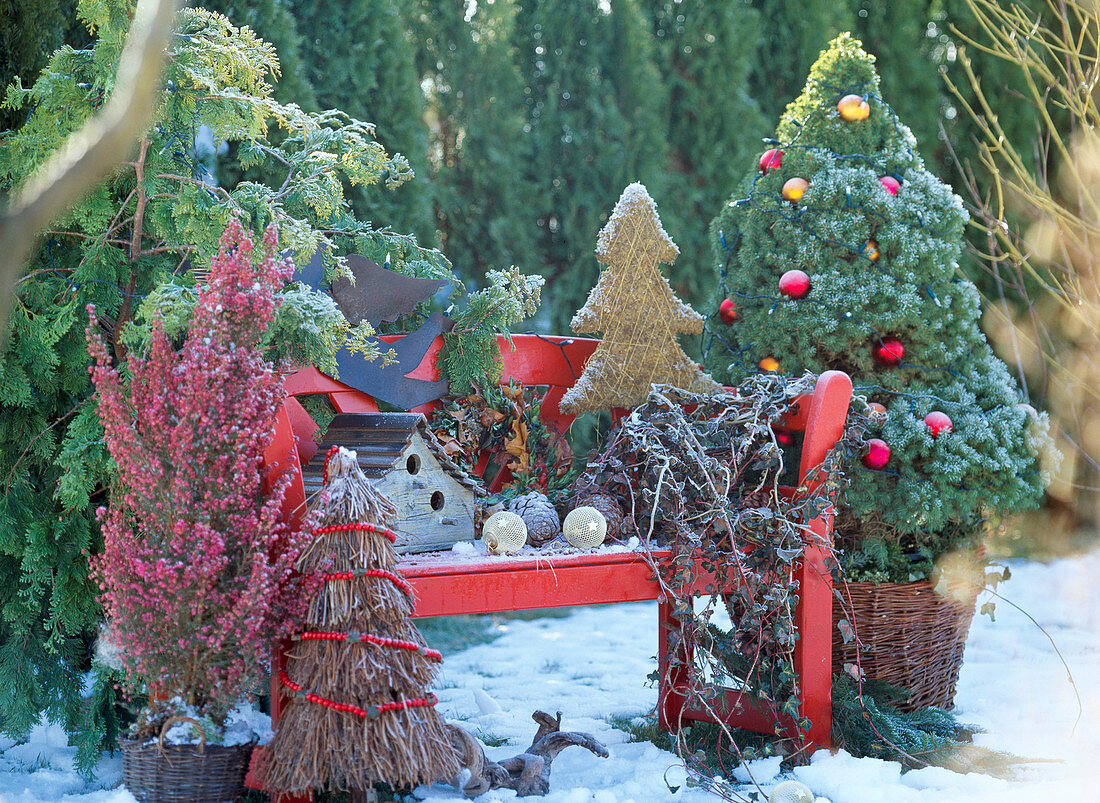 Red bench, Picea (sugar loaf spruce), Hedera (ivy), Erica