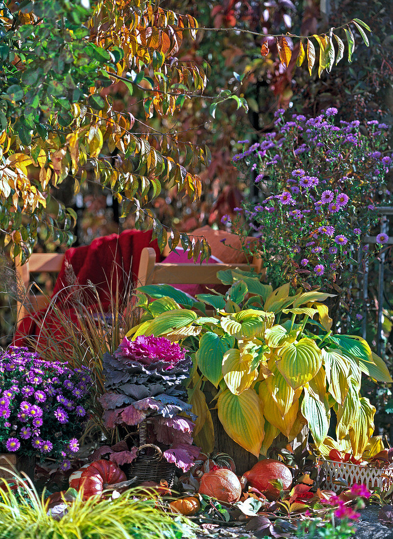 Aster dumosus (Kissenaster), Brassica (Zierkohl)