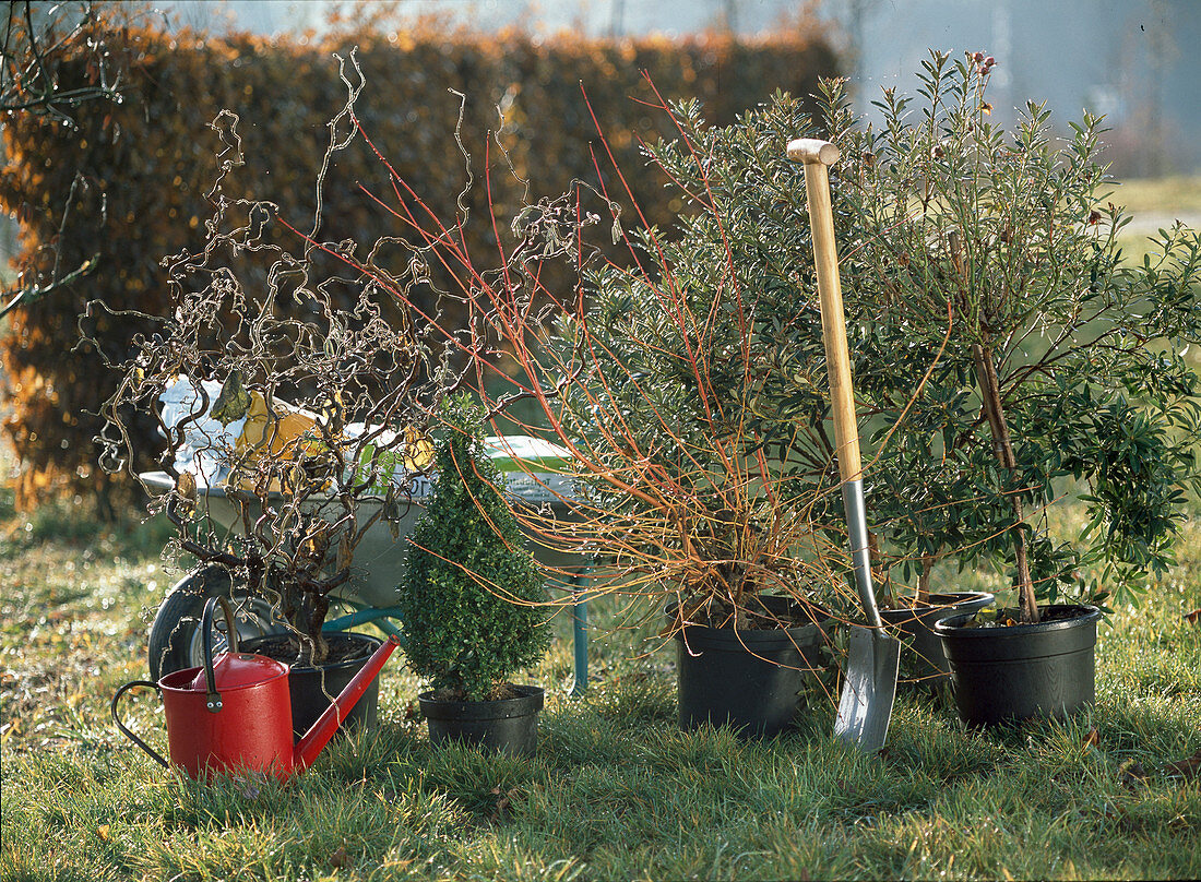 Woody plants before planting: Rosa (rose stem)