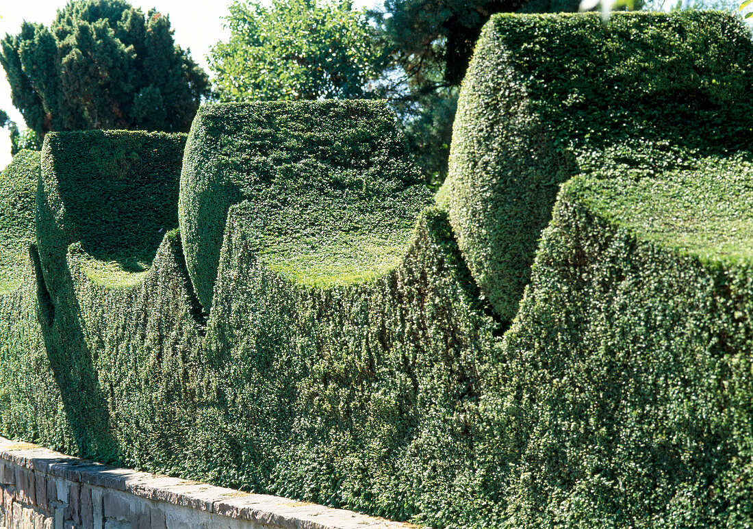 Ligustrum delavayanum (kleinblättriger Liguster)