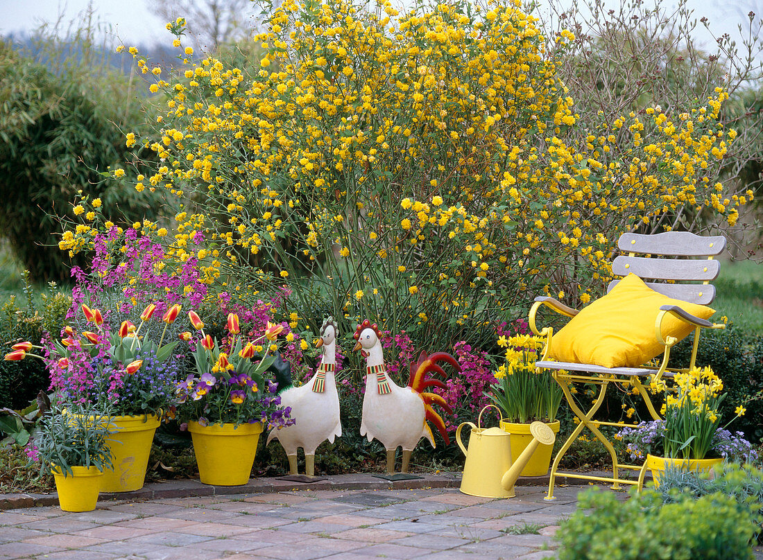 Kerria japonica 'Pleniflora' (double flowering ranunculus)