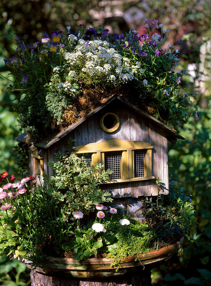 Bird house with green roof and front garden, Iberis