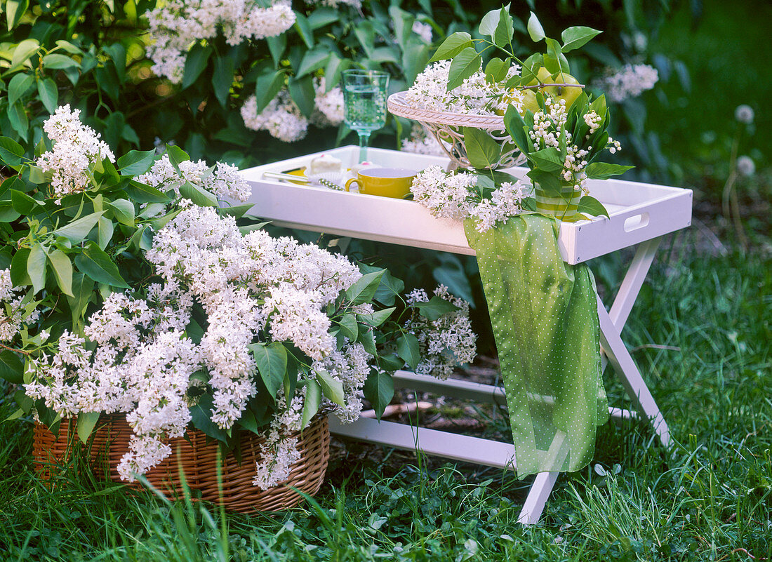 Syringa vulgaris (white lilac in basket and on folding table)