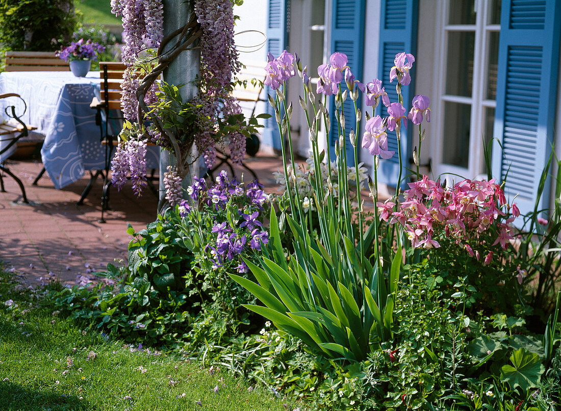 Iris barbata-elatior (Bartiris), Aquilegia 'Spring Magic' (Columbine)