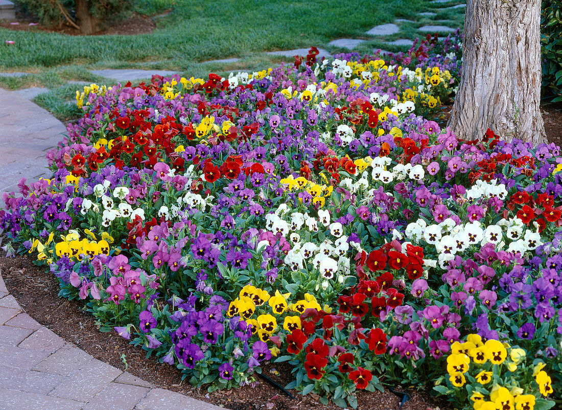 Tree slice planted with Viola 'Bingo Mixture' (pansy)