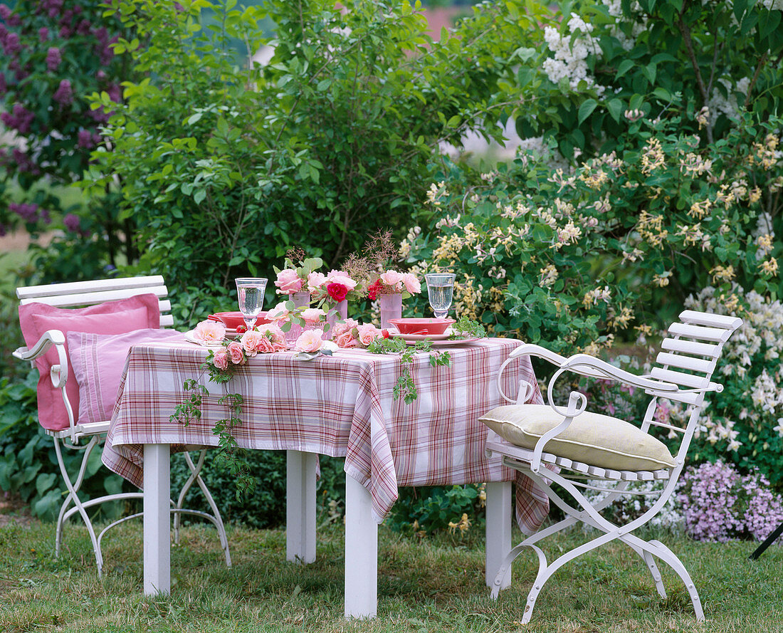 Rosa 'Shirley Spray' (roses), Clematis (woodland vine), Cotinus