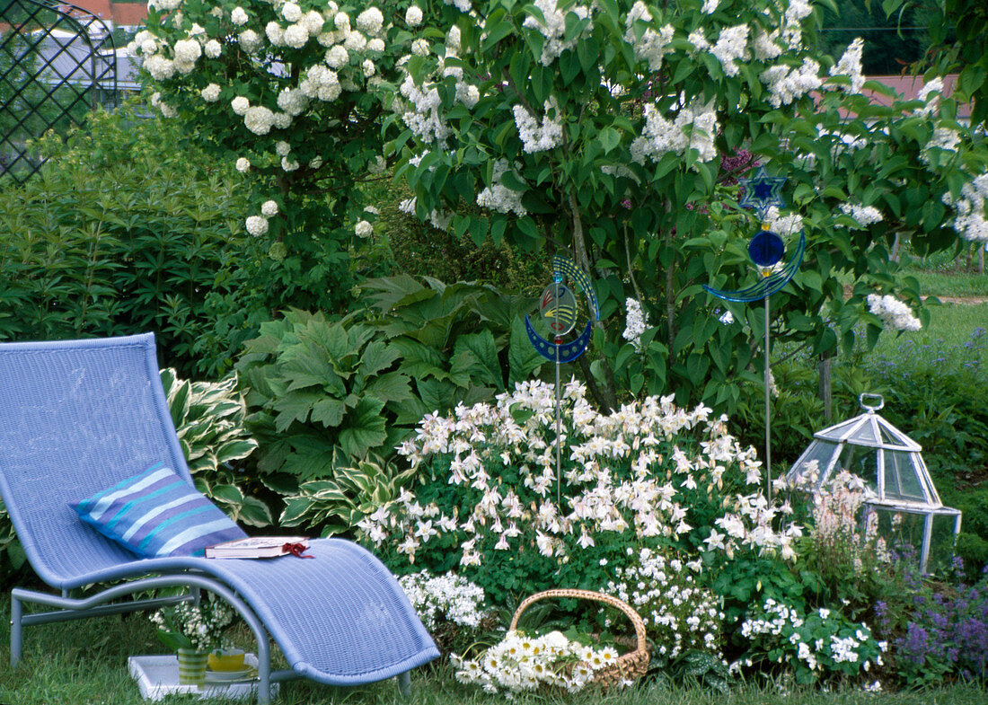 Viburnum (Snowball, Syringa 'Mme Lemoine' (Lilac), Aquilegia