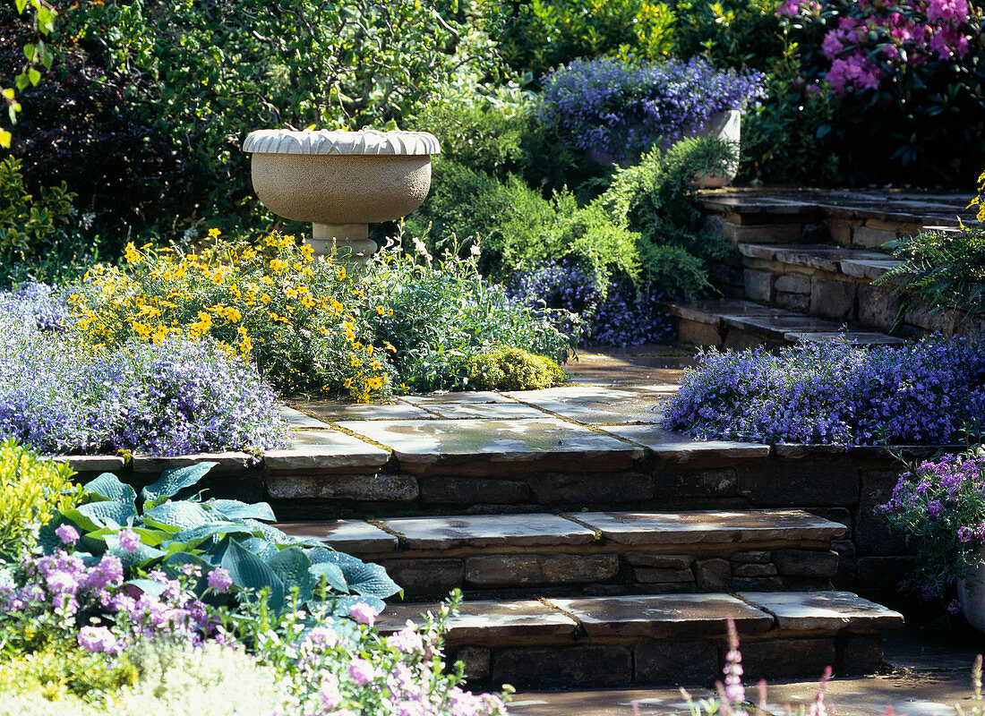 Staircase with Lobelia (bird-eye and Bidens) bur-marigold, (Hosta)