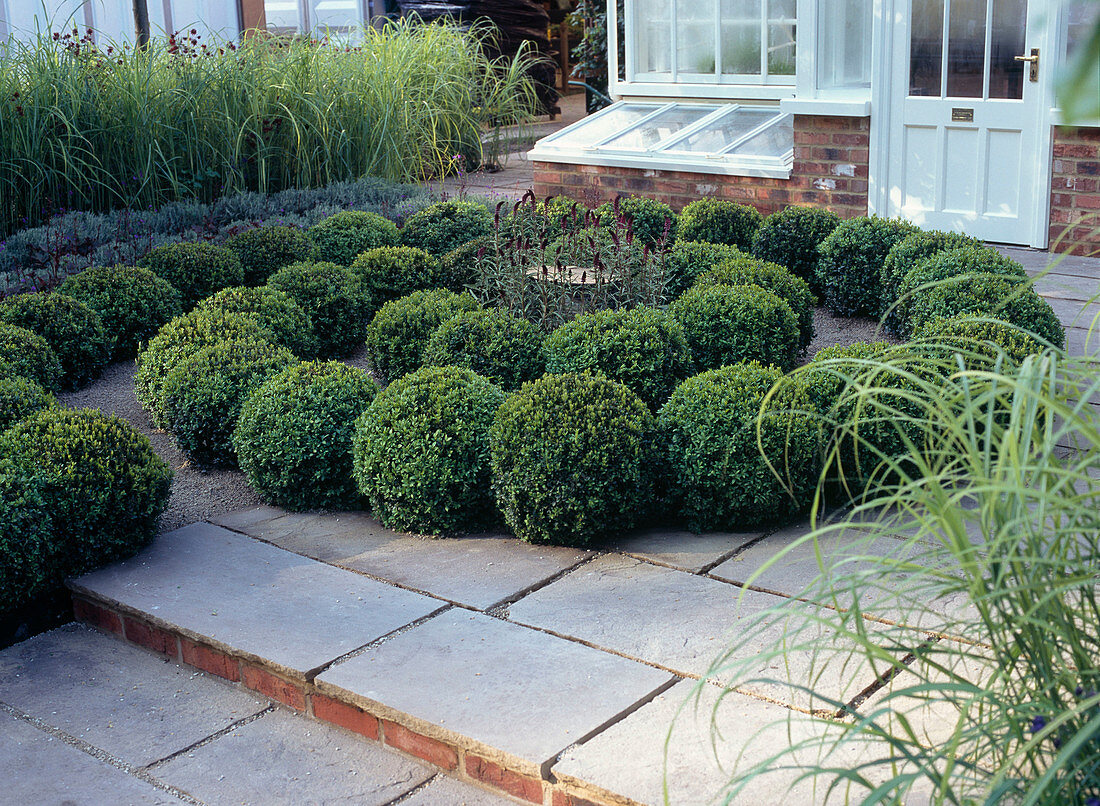 Spirale aus Buxus / Buchskugeln