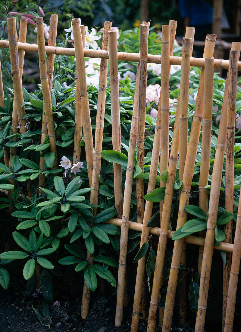 Rhododendron hinter Bambuszaun