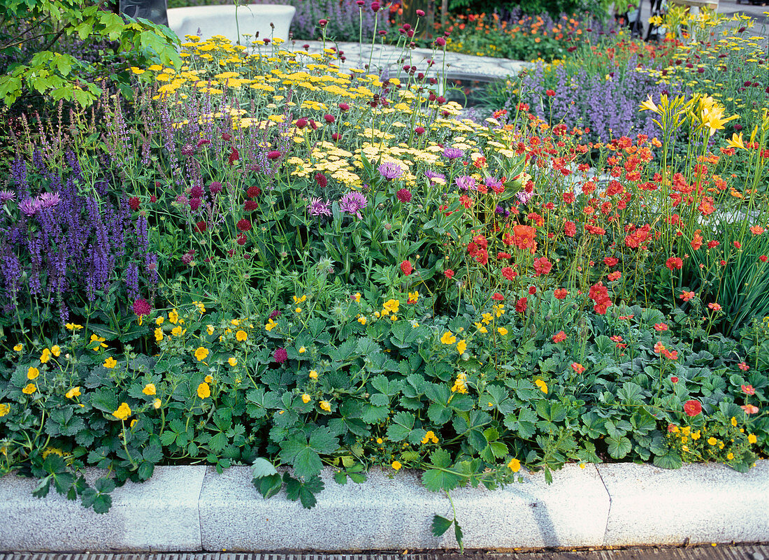 Potentilla (Fingerkraut), Geum (Nelkenwurz), Scabiosa (Witwenblume)