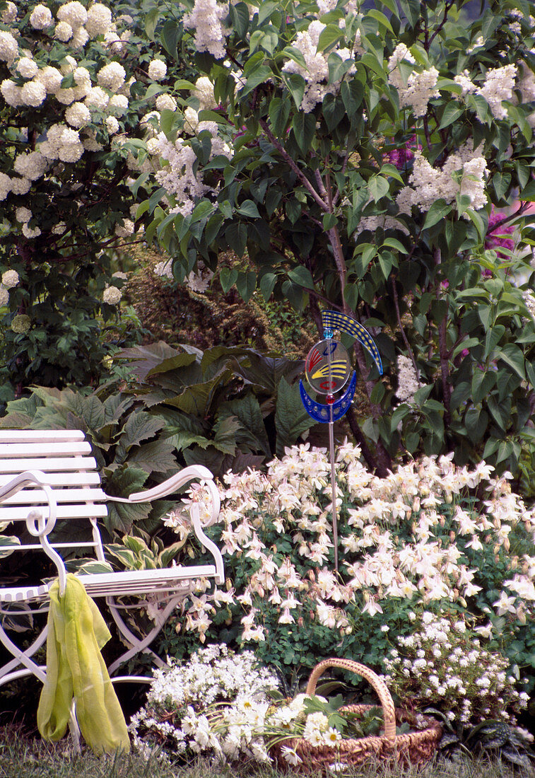 Aquilegia 'Spring Magic' (columbine), Syringa (lilac), viburnum