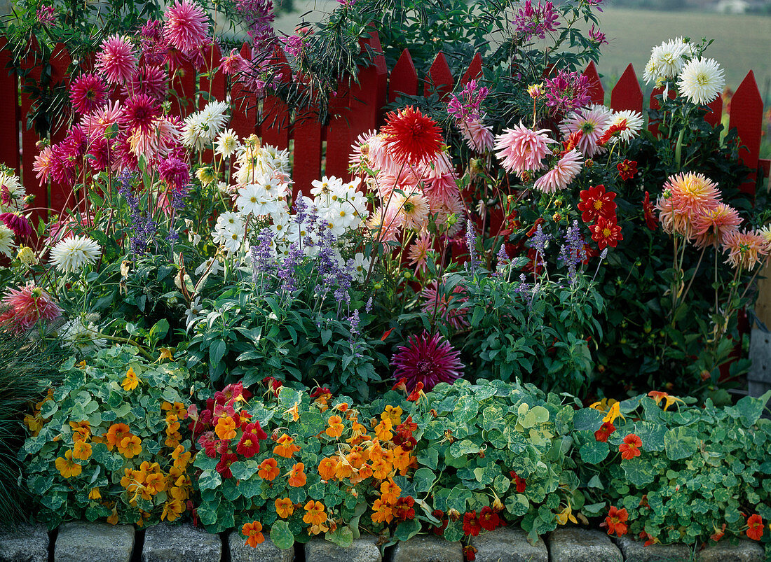 Bed with fenced flowerbed, dahlias, Salvia farinacea, Cosmos