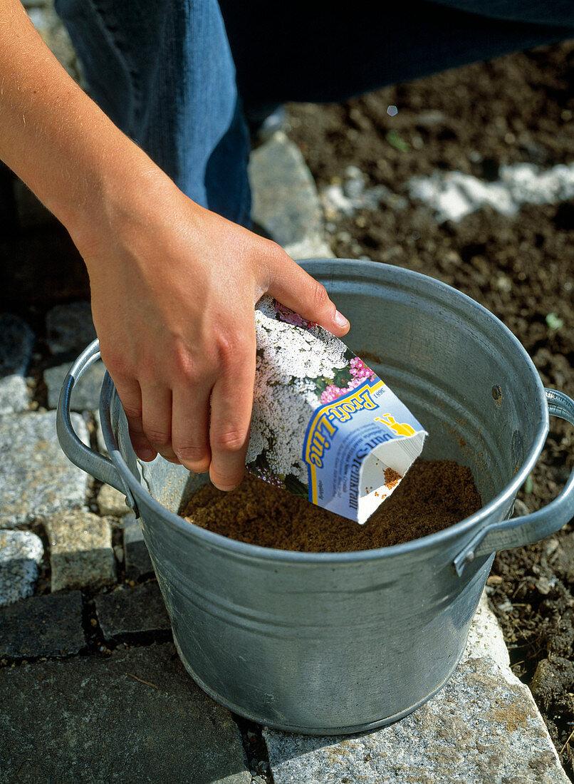 Plant of a seedling flower bed