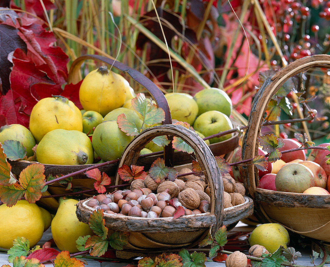 Basket with Cydonia (pear quince and apple quince)