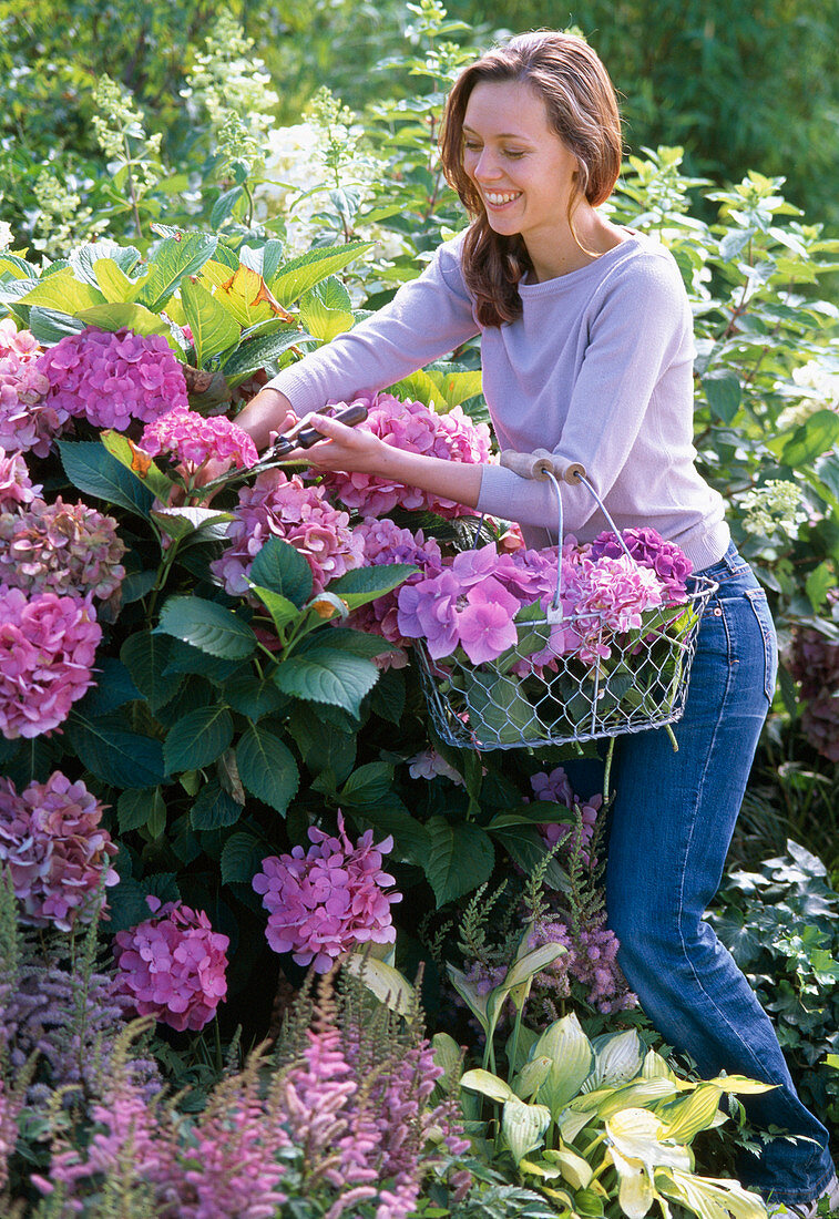 Junge Frau schneidet Blüten von Hydrangea macrophylla / Hortensie