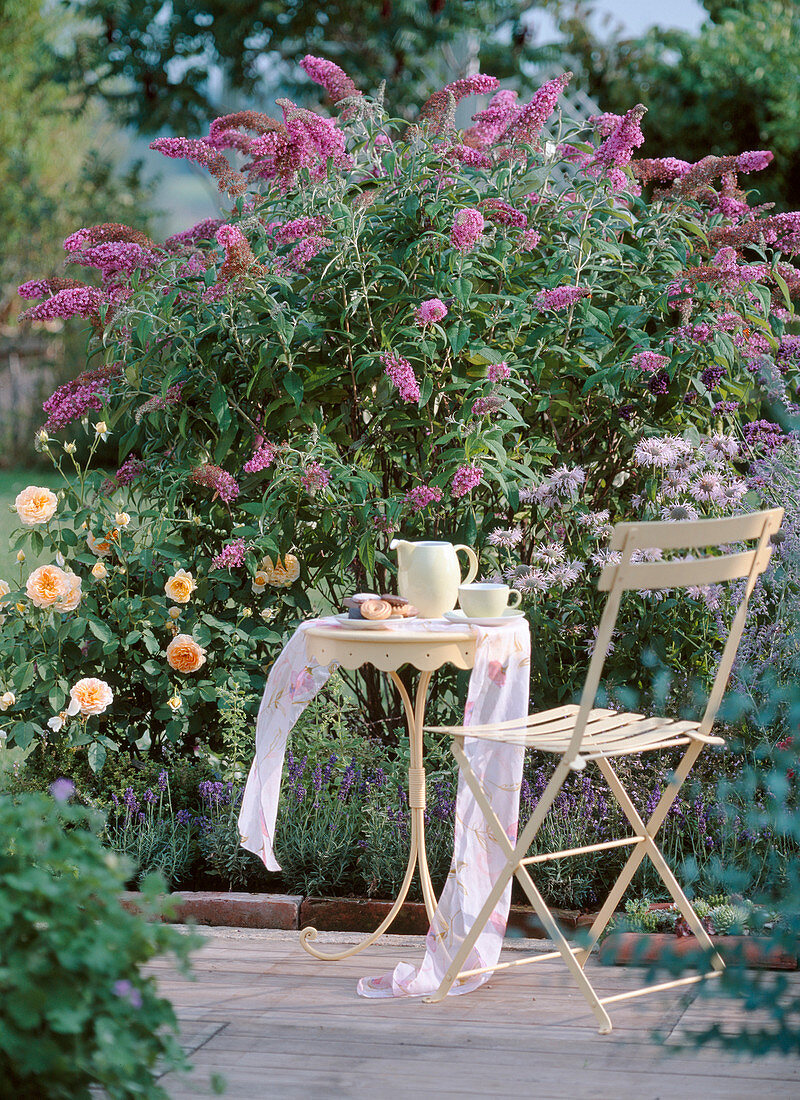 Buddleja 'Pink Delight' (butterfly lilac)