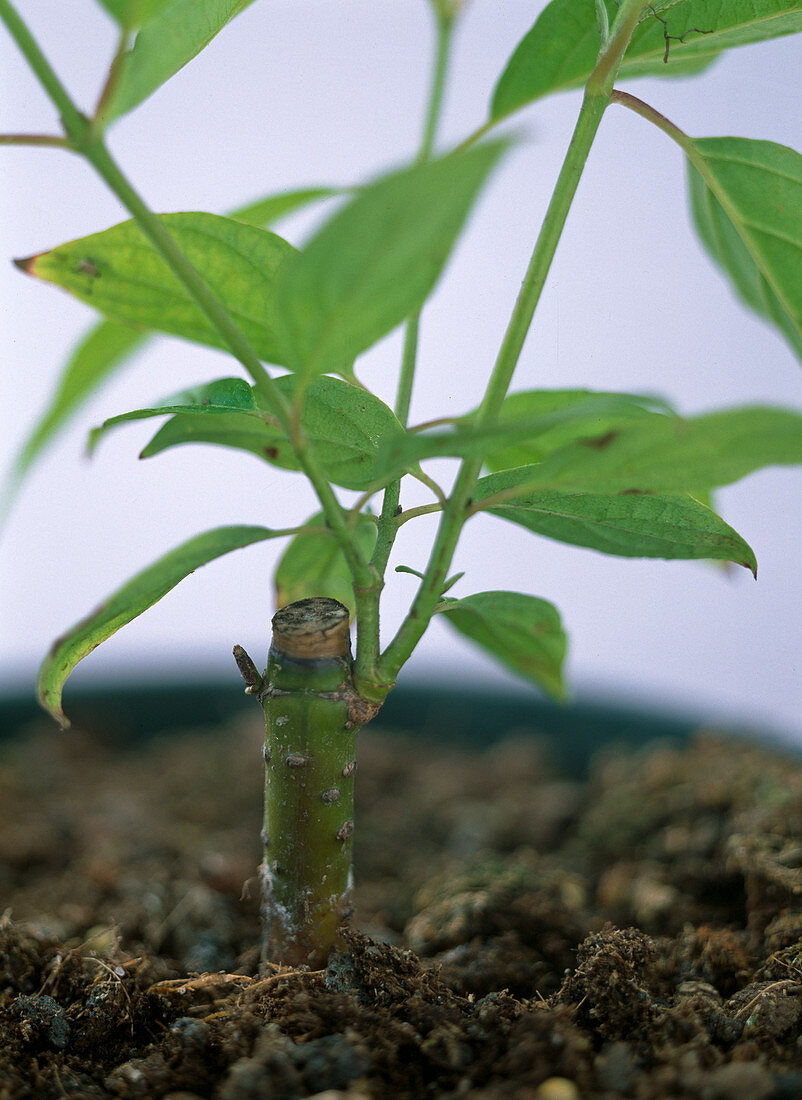 Cornus cuttings (2/2)