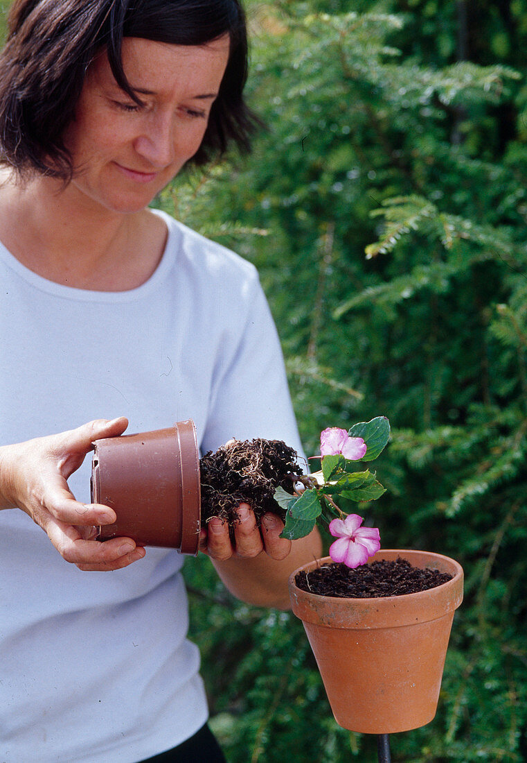 Flower pots on sticks in the flower bed (2/3)