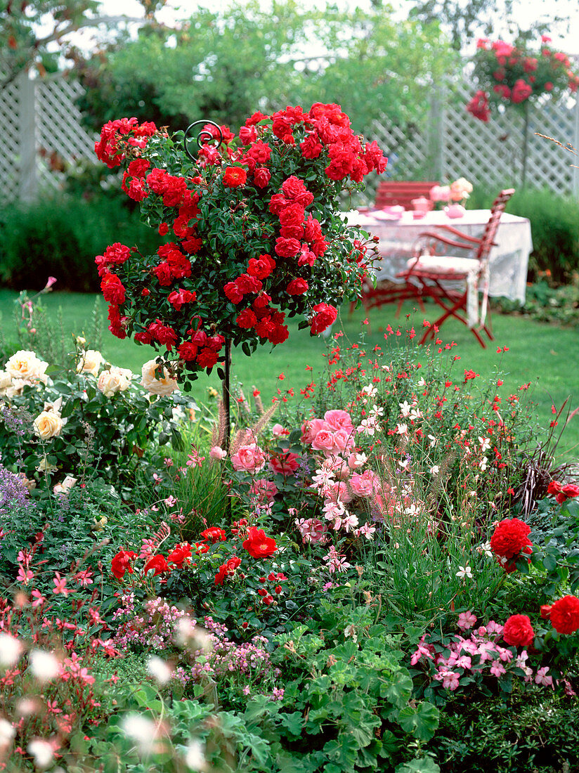 Rose (rose stem 'heather' and other roses