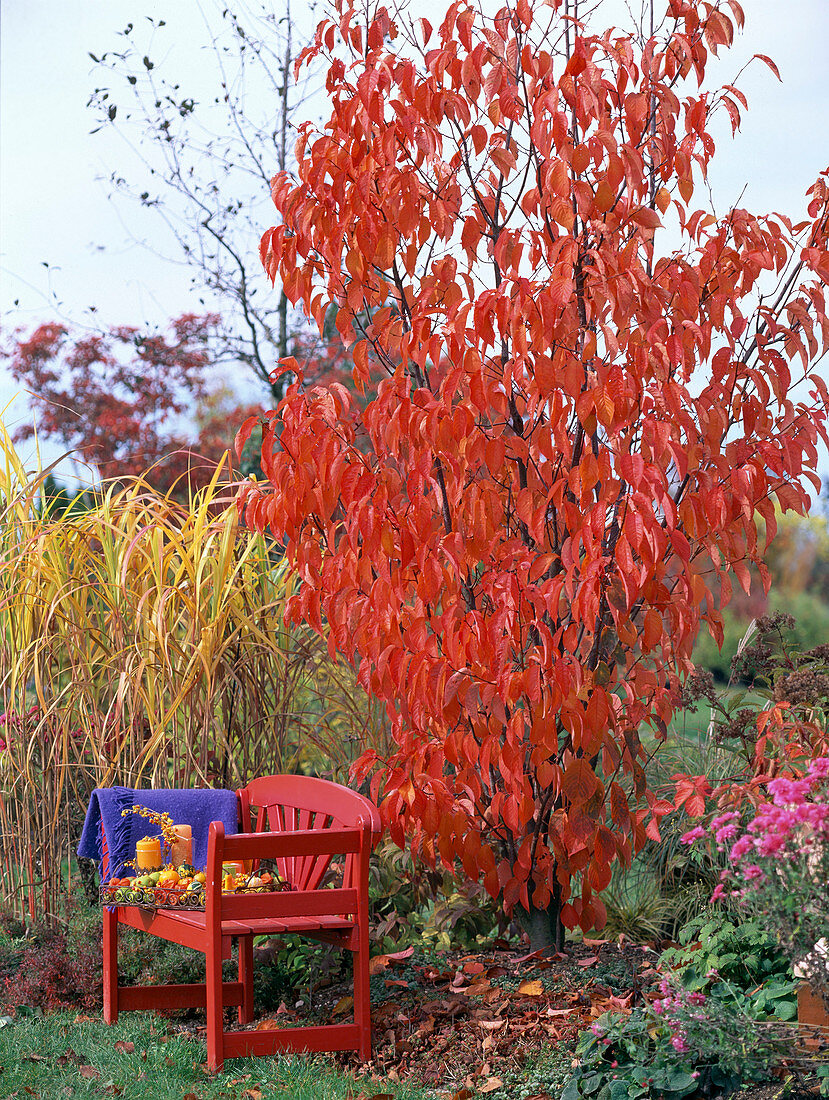 Prunus sargentii (scarlet cherries)