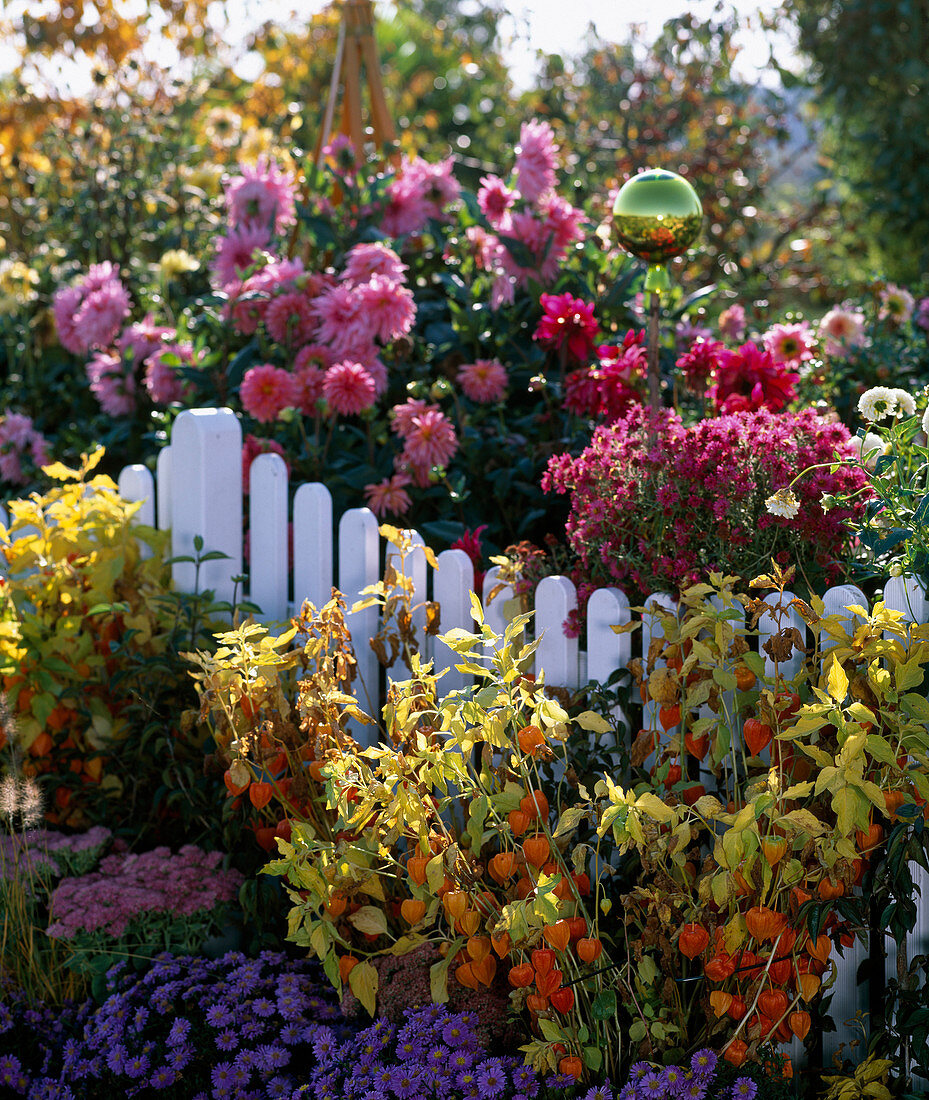 Weißer Zaun mit Physalis (Lampions), Aster 'Sapphire' (Kissenaster), Sedum (Fetthenne)