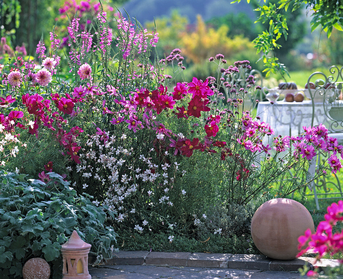 Cosmos (ornamental basket), Gaura (magnificent candle)