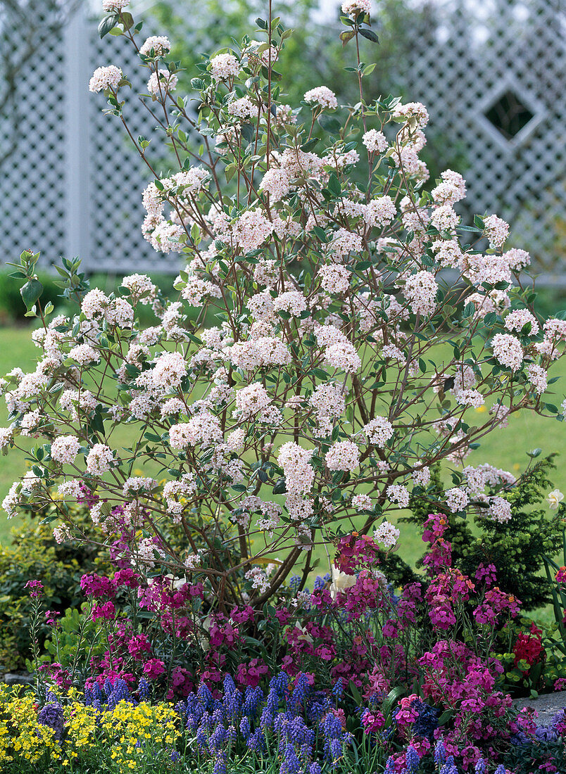 Viburnum burkwoodii 'Mohawk' (Easter snowball)