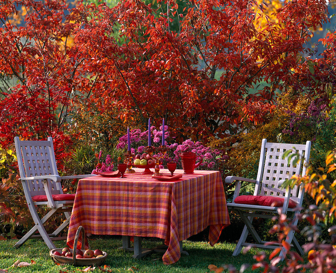 Amelanchier (Felsenbirne), Acer palmatum (Fächerahorn), Chrysanthemum, Callicarpa