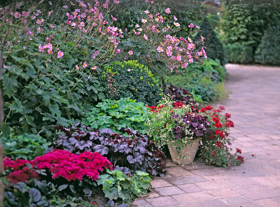 Heuchera 'Can Can', Geranium