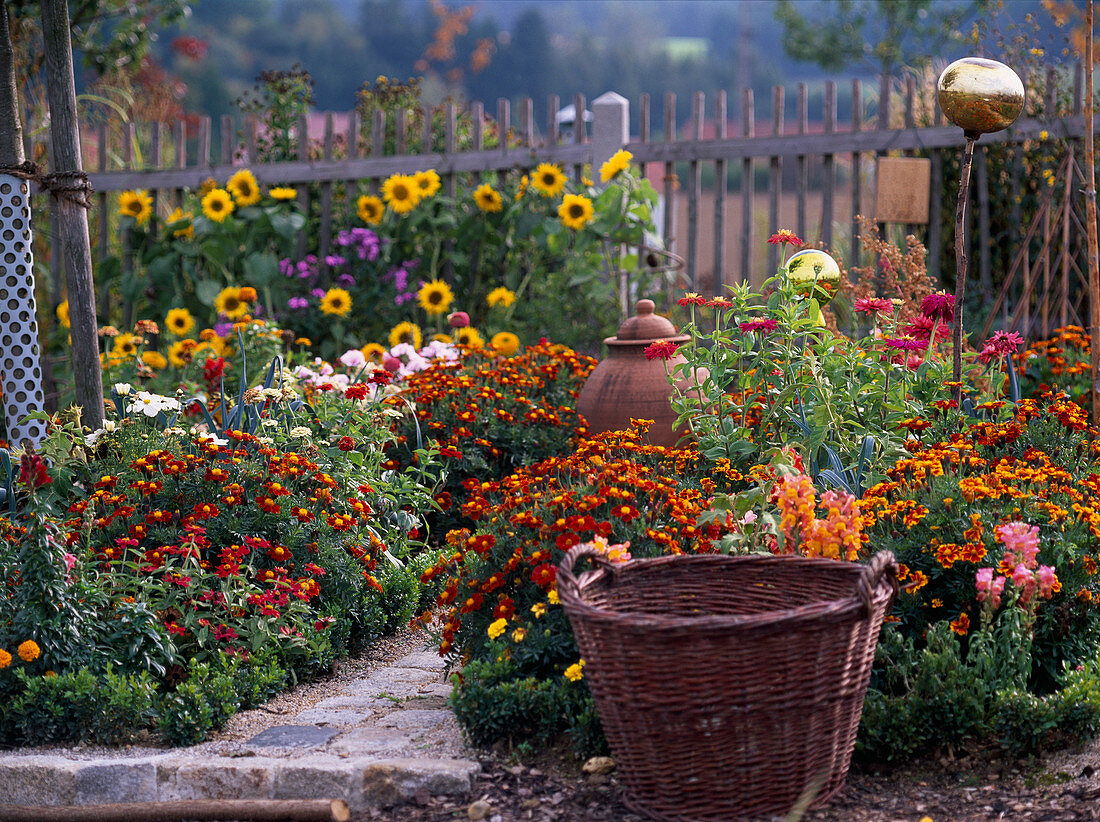 Bauerngarten mit Tagetes (Studentenblumen), Zinnia (Zinnien)