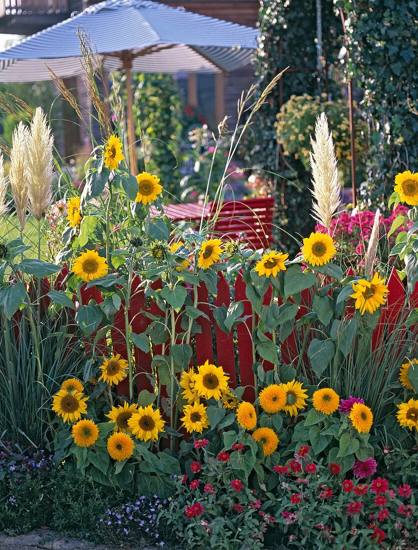 Summer flowers in front of red fence